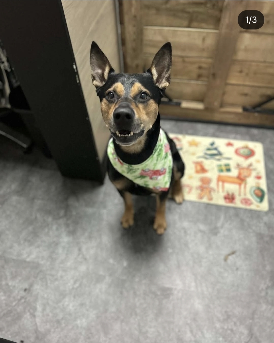A happy client at Big Dog Little Dog Grooming