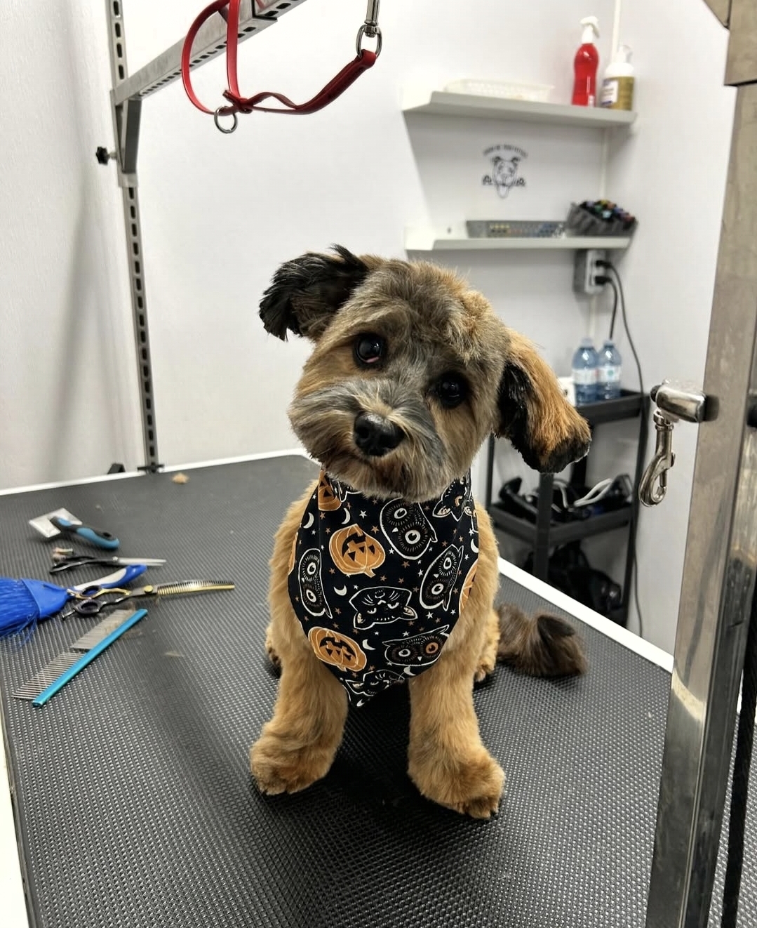 A happy client at Big Dog Little Dog Grooming