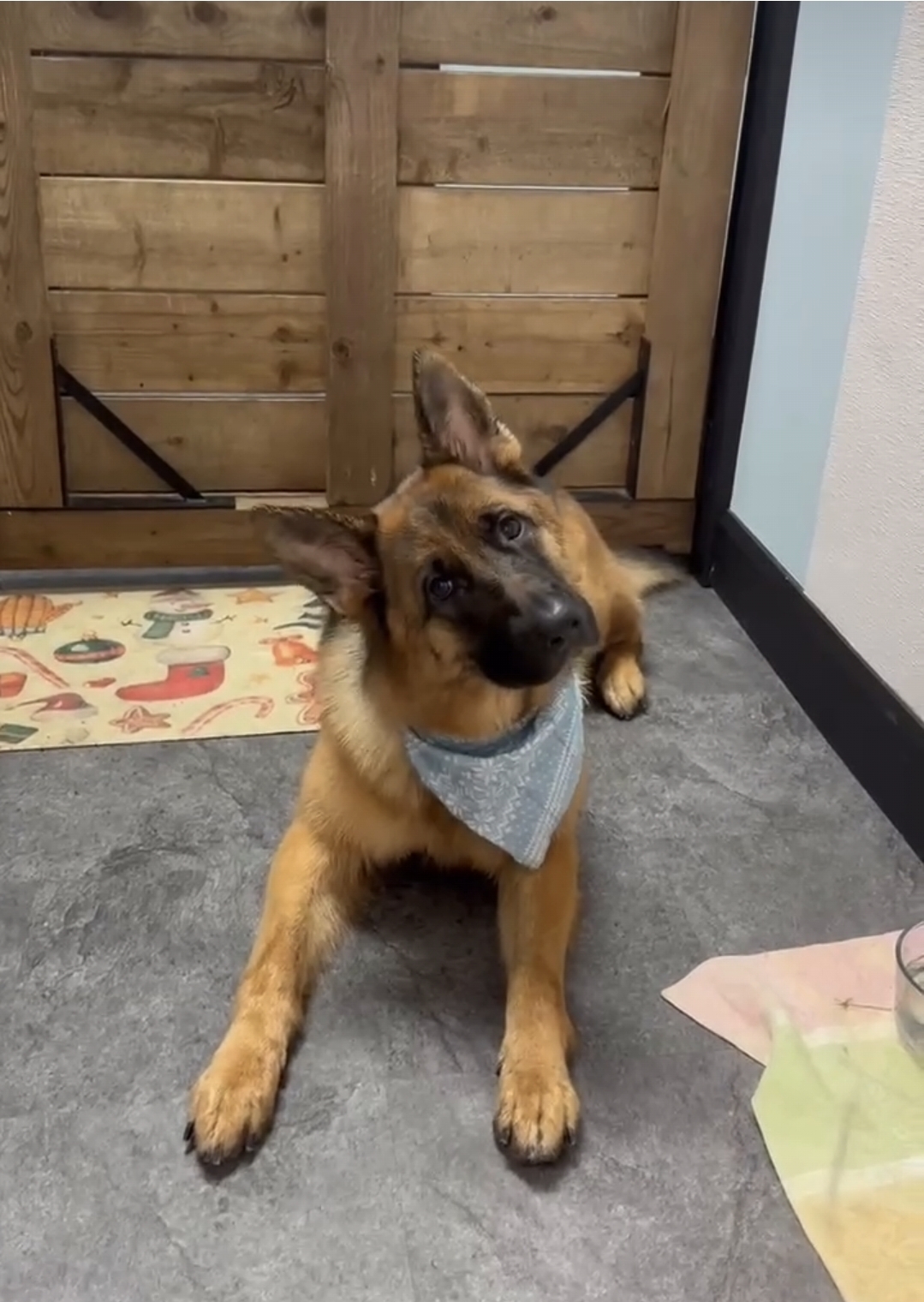 Puppy's First