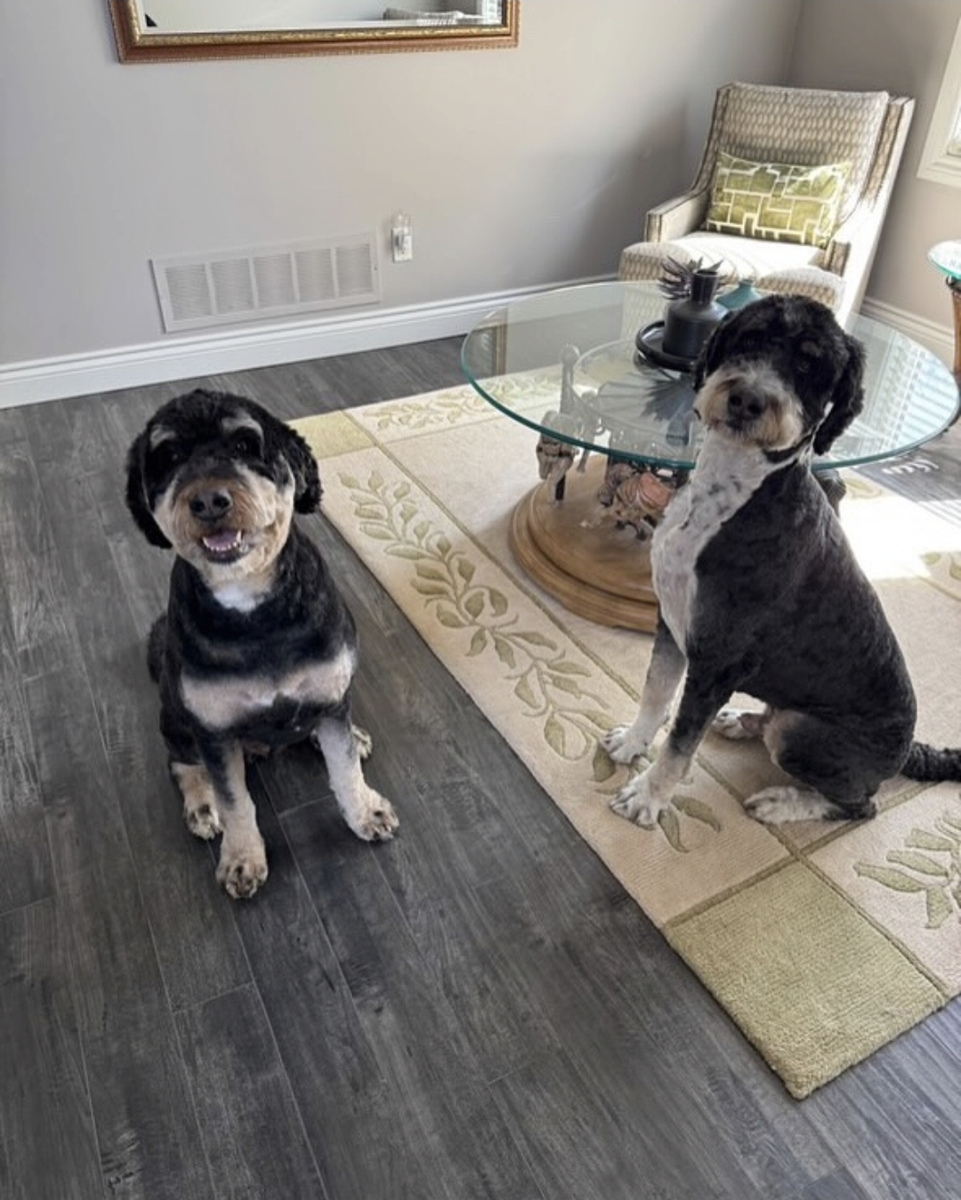 A happy client at Big Dog Little Dog Grooming