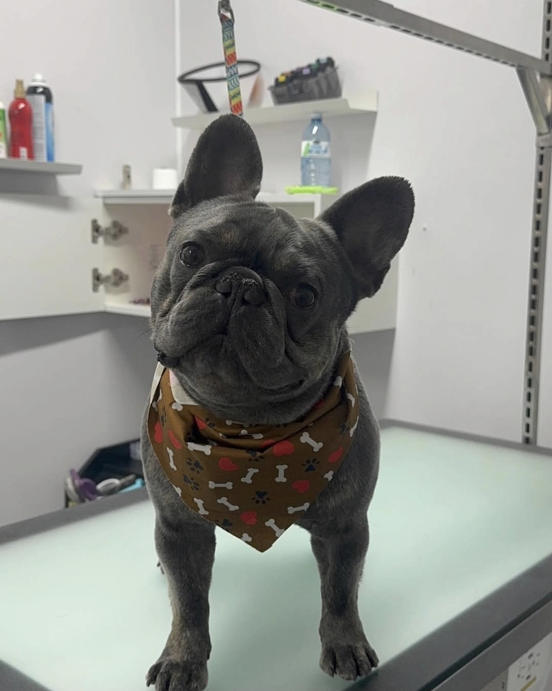 A happy client at Big Dog Little Dog Grooming