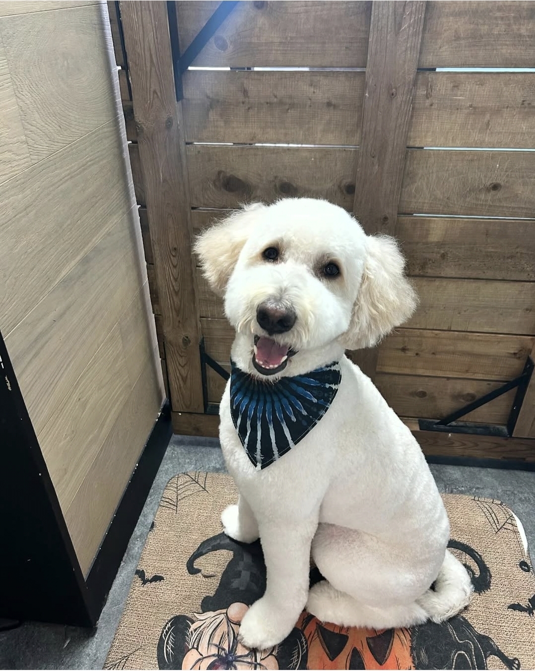 A freshly groomed doodle smiling at Big Dog Little Dog